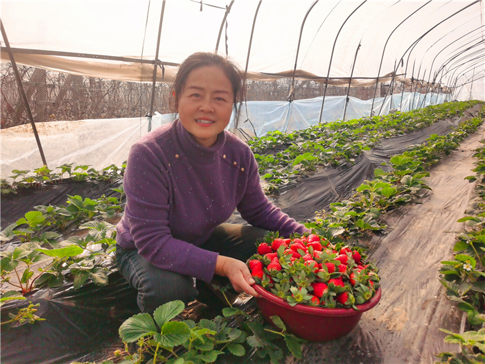 科技赋能，“甜蜜事业”更香甜 ——上海先福合作社草莓生产见闻
