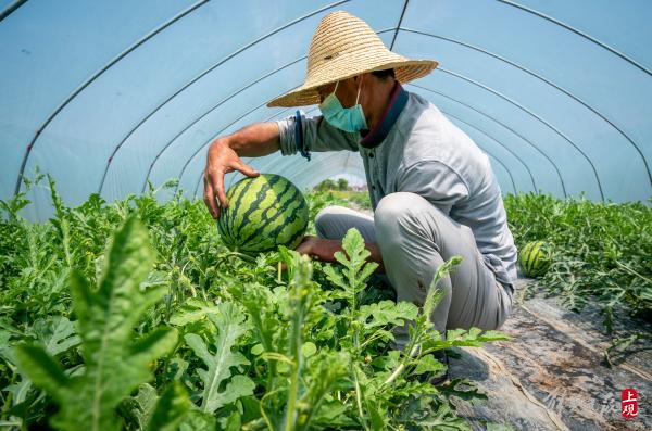 2026年上海西瓜行业分析报告