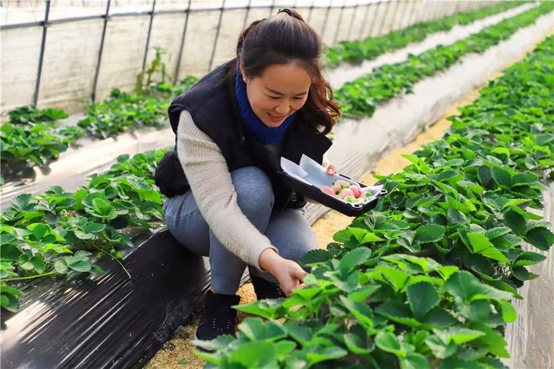 以匠心，育臻品 ——探访上海灿辉合作社，解码一颗金牌草莓的诞生